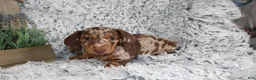 Dachshund dogs for sale: HARPER - Ad 4