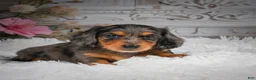 Miniature Dachshund dogs for sale: AKC-Hudson - Ad 7