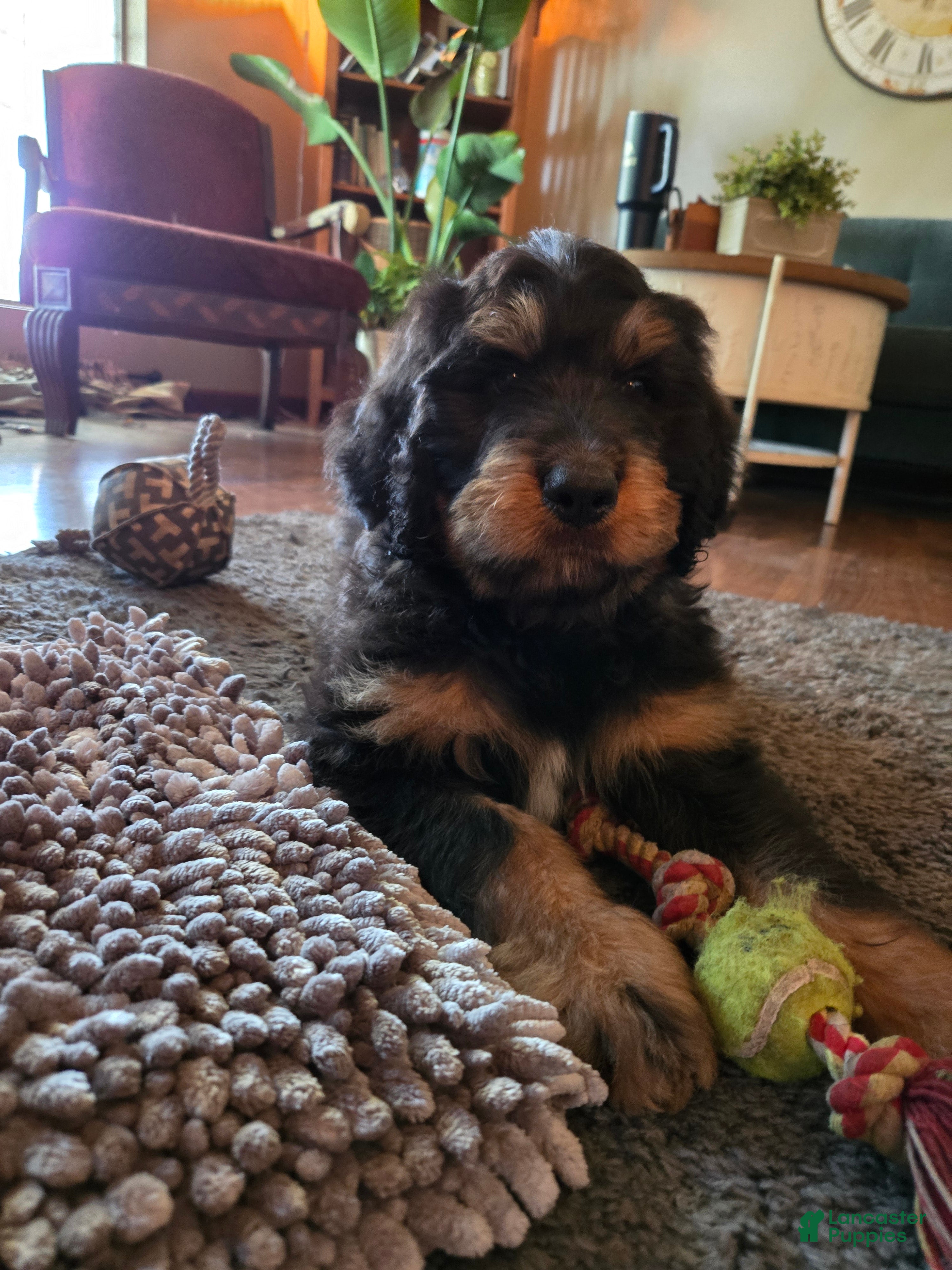 Bernedoodle dogs Bernedoodle 2 Green collar male  - Ad 11