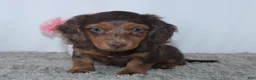Miniature Dachshund dogs for sale: Quincy - Ad 3