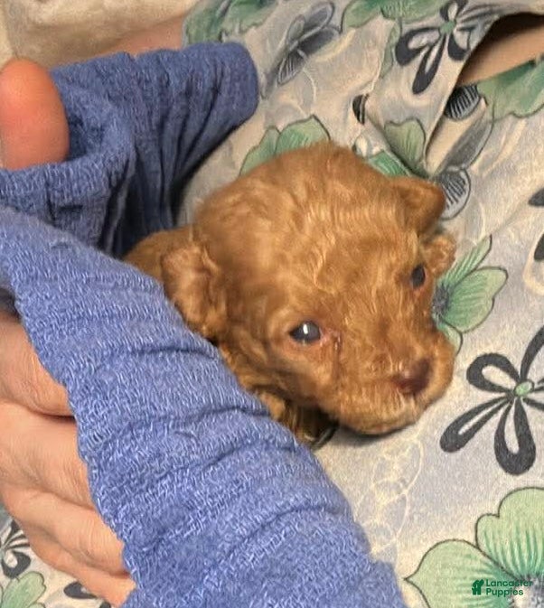 Toy Poodle dogs for sale: Double T Summer’s apricot male - Ad 27