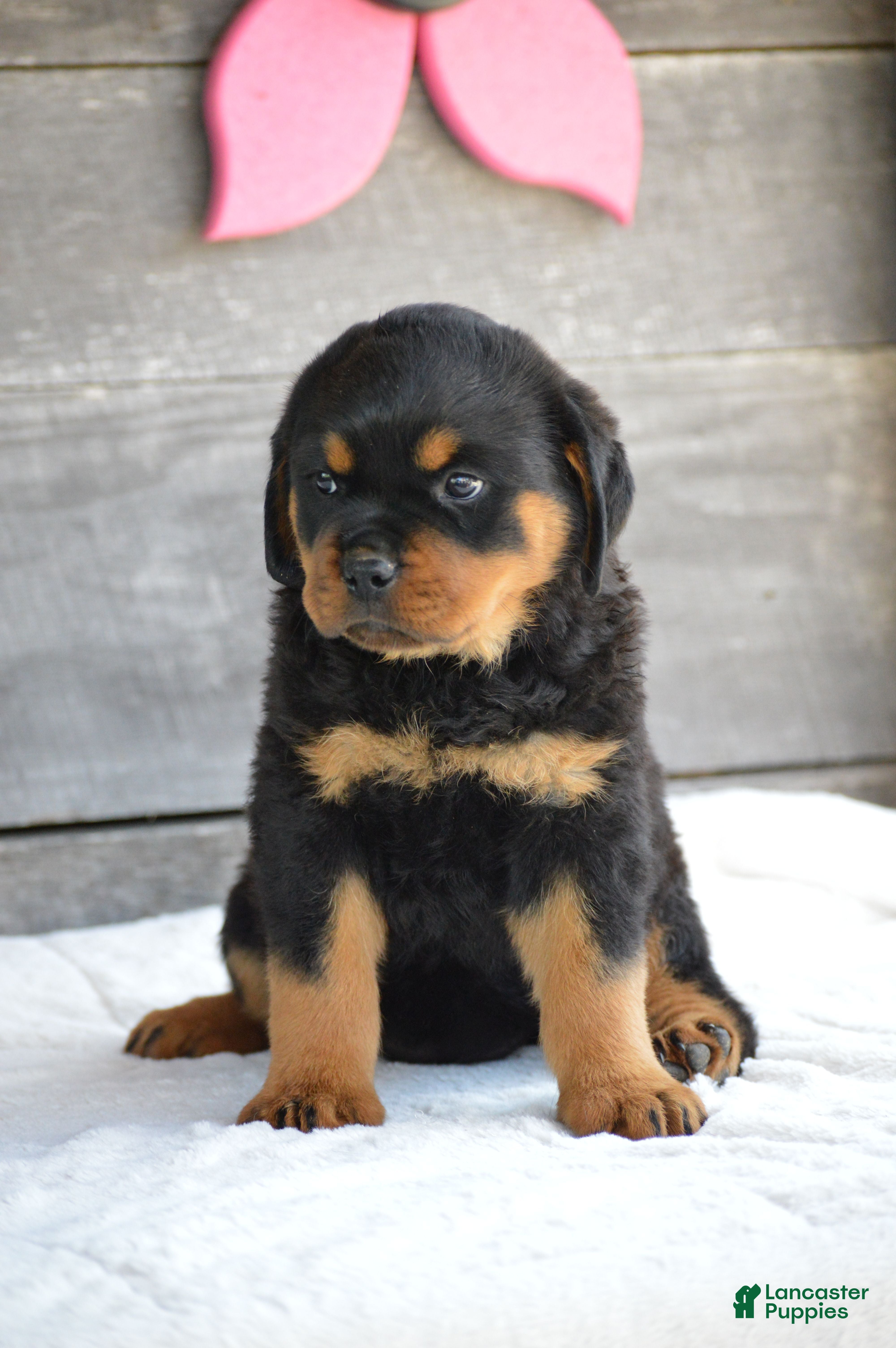 Rottweiler dogs Hazel - Ad 2