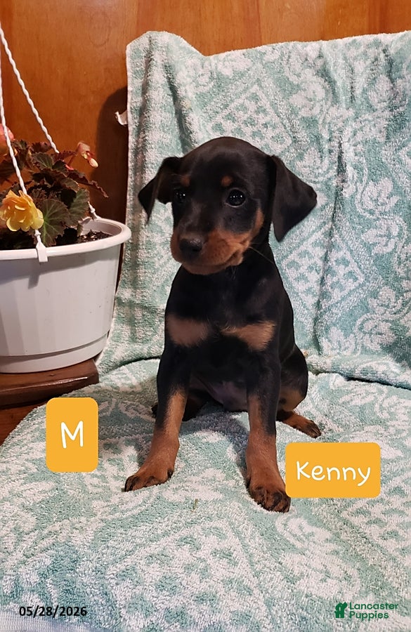 Mixed Breed dogs Kenny - Ad 13