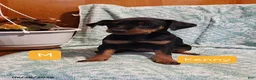 Mixed Breed dogs for sale: Kenny - Ad 1