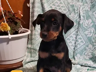 Mixed Breed dogs Kenny - Ad 13