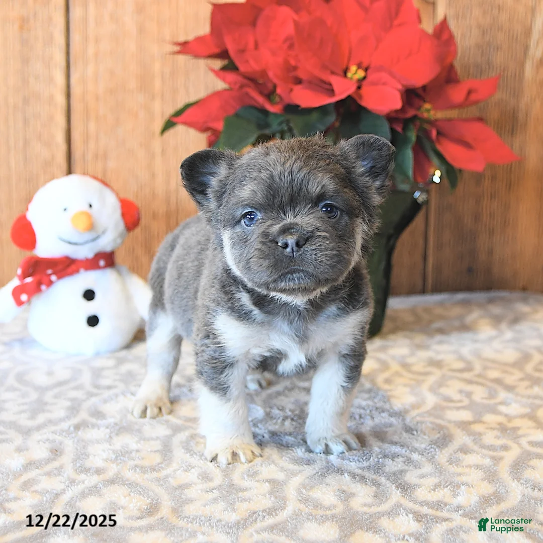 French Bulldog dogs for sale: Twilight - Ad 2