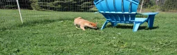 Shiba Inu dogs for sale: Fox - Ad 8