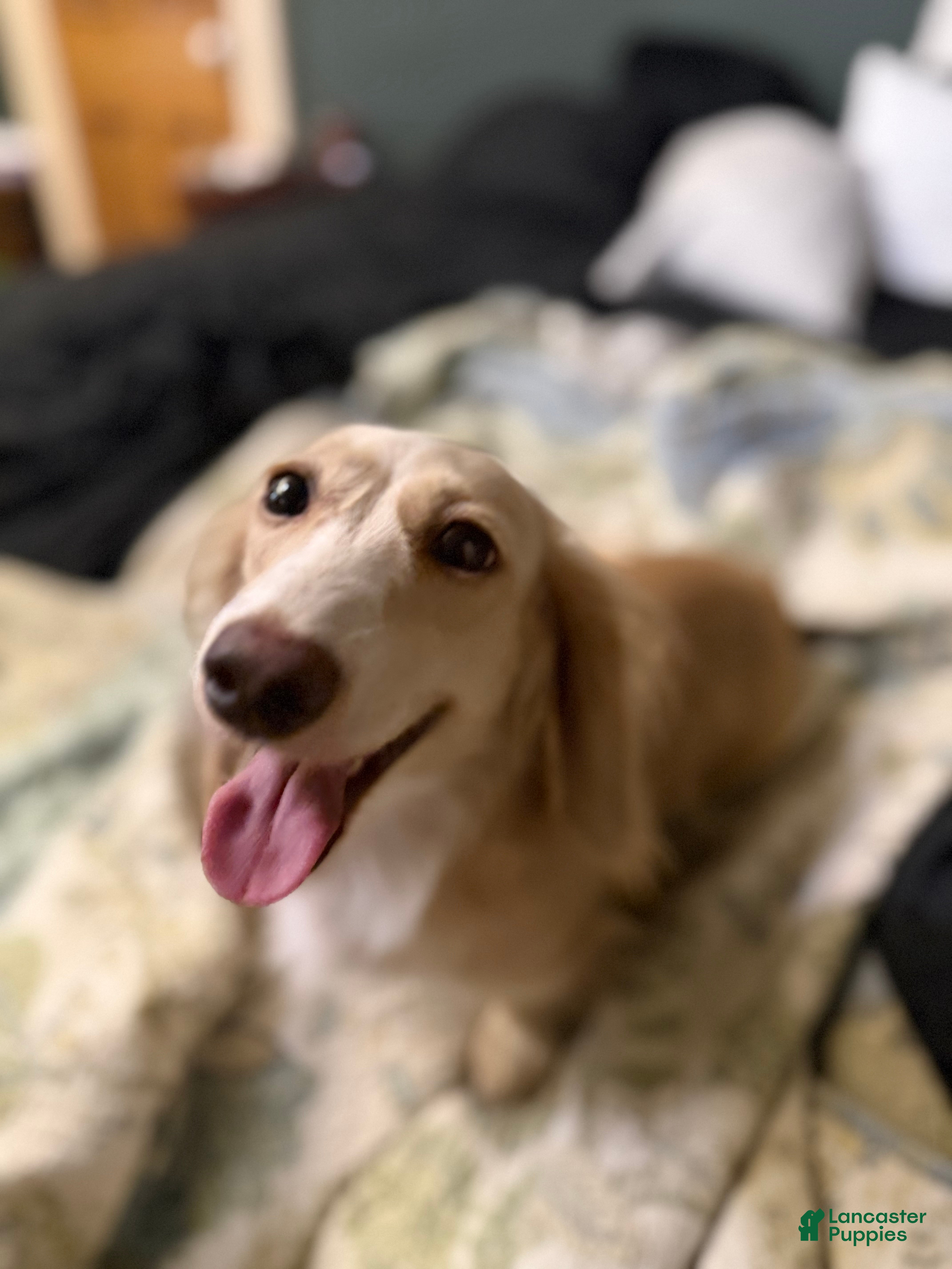 Miniature Dachshund dogs Adult Long Haired Cream Piebald Female - Ad 7