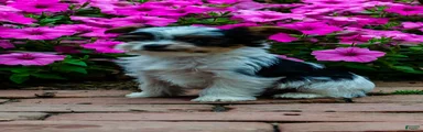 Rascal