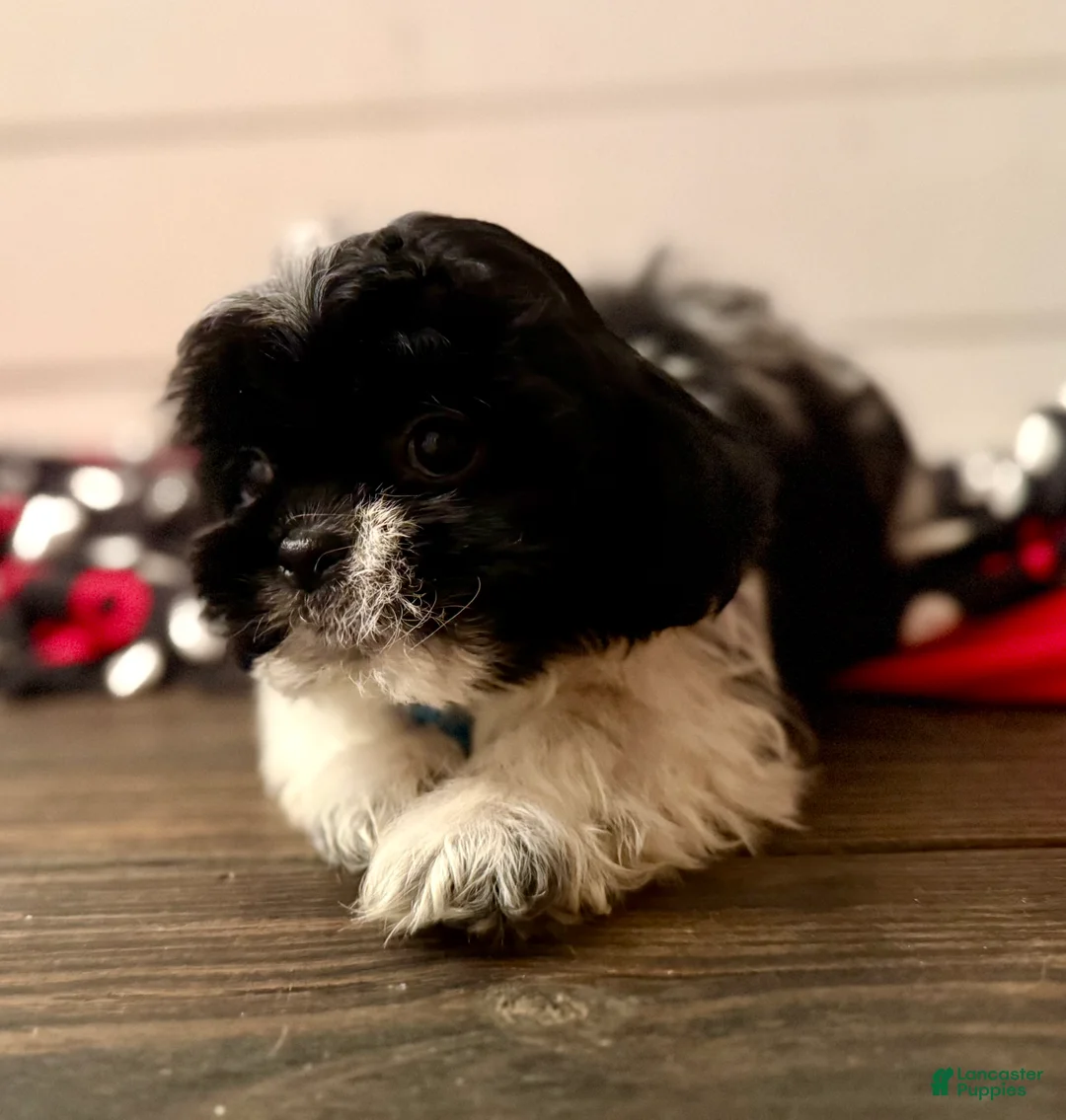Shihpoo dogs for sale: Boq  - Ad 20
