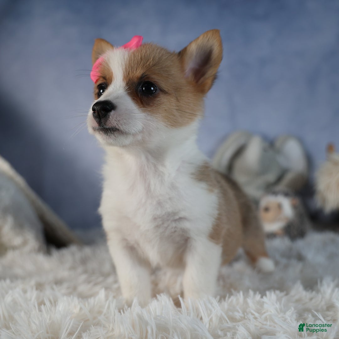 Welsh Corgi Pembroke dogs for sale: Dixie - Ad 16