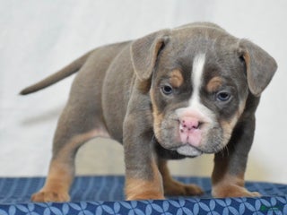 Mixed Breed dogs Deuce! Bulldog hybrid - Ad 39