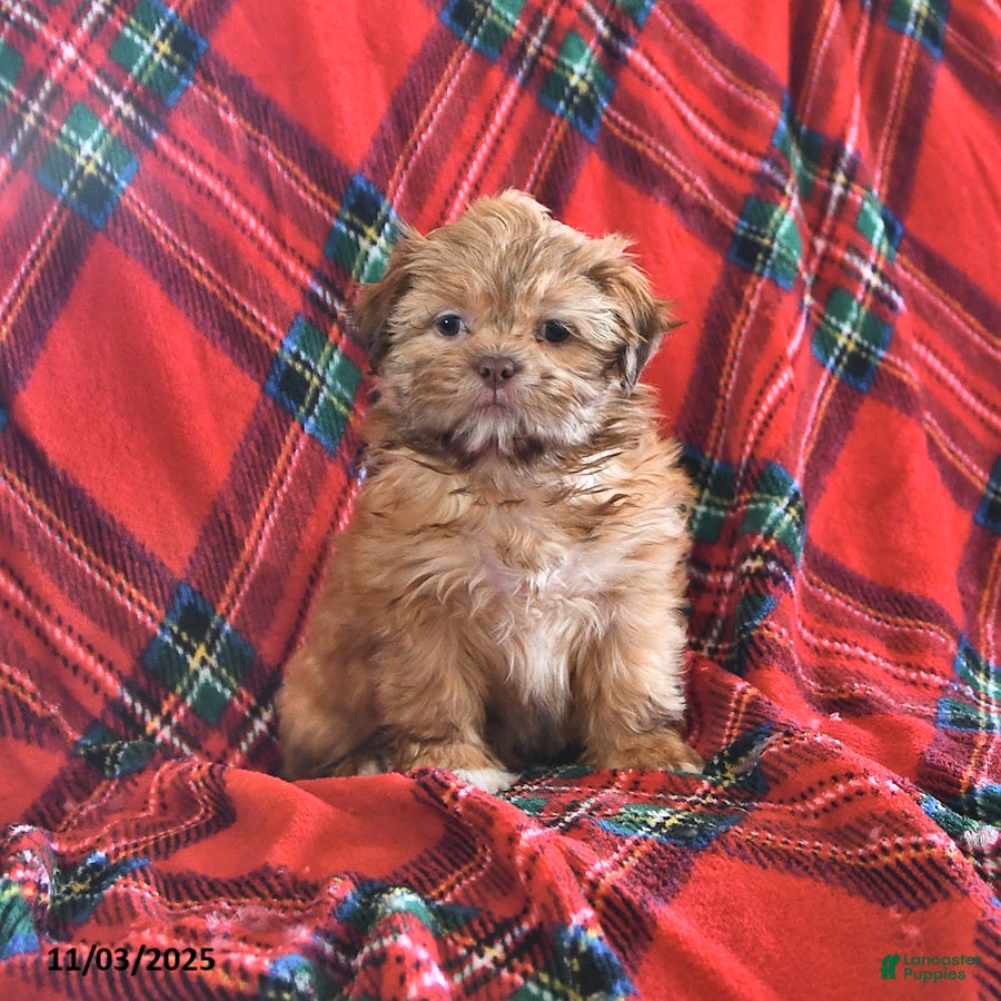 Teddy Bear dogs Rose  - Ad 6