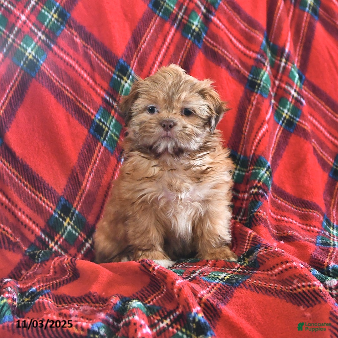 Teddy Bear dogs for sale: Rose  - Ad 1