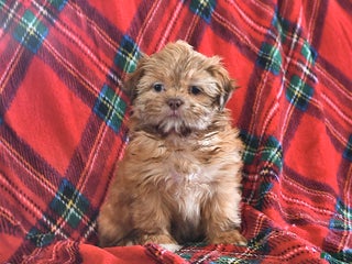 Teddy Bear dogs Rose - Ad 40