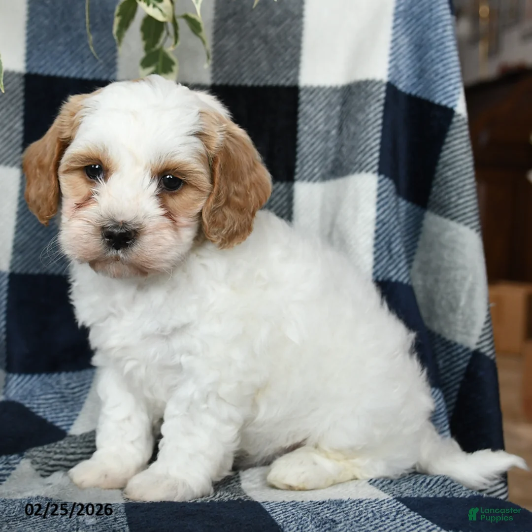 Mixed Breed dogs for sale: Oakley - Ad 5