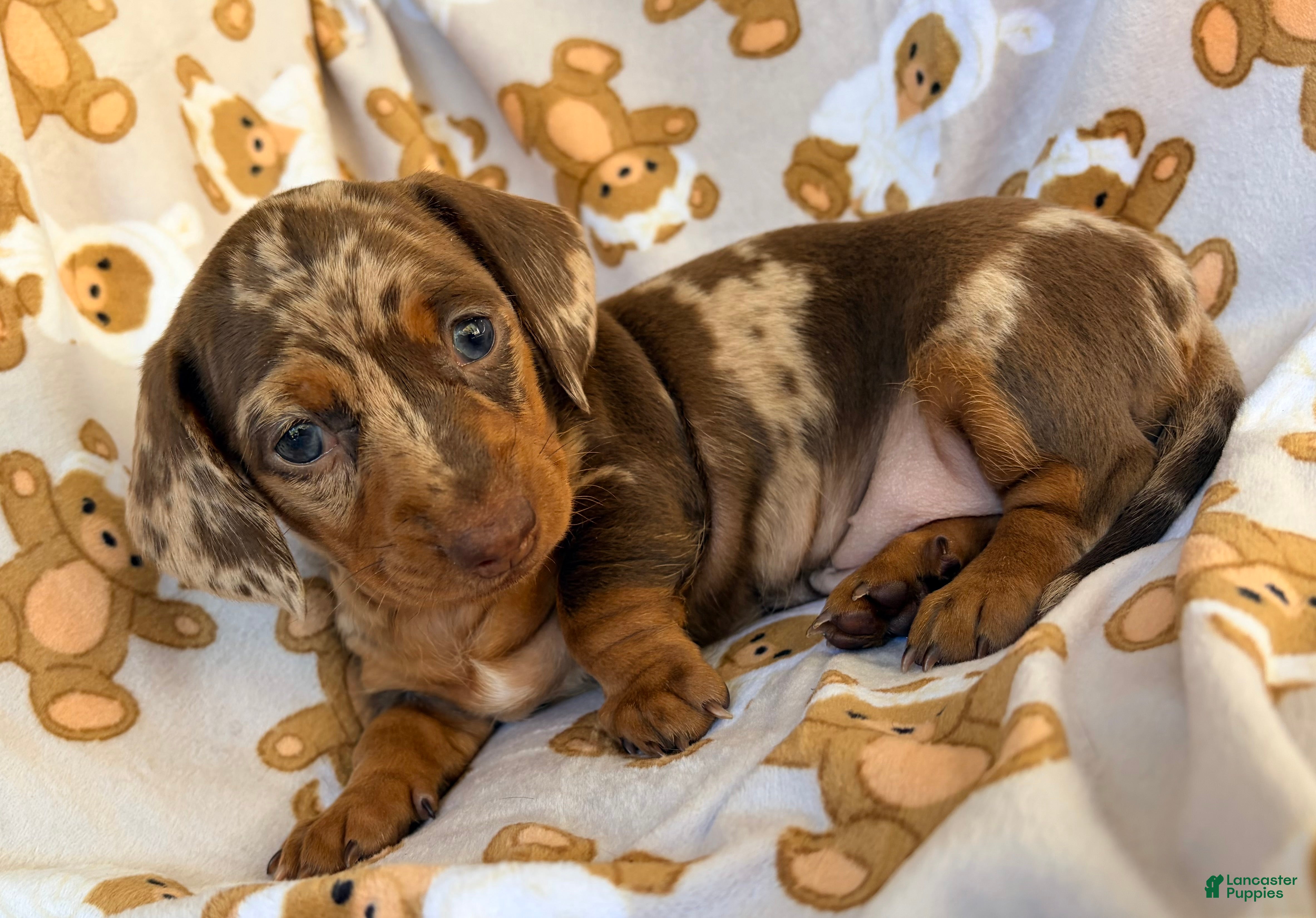 Miniature Dachshund dogs BUBBLES - Ad 2