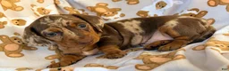 Miniature Dachshund dogs for sale: BUBBLES - Ad 2