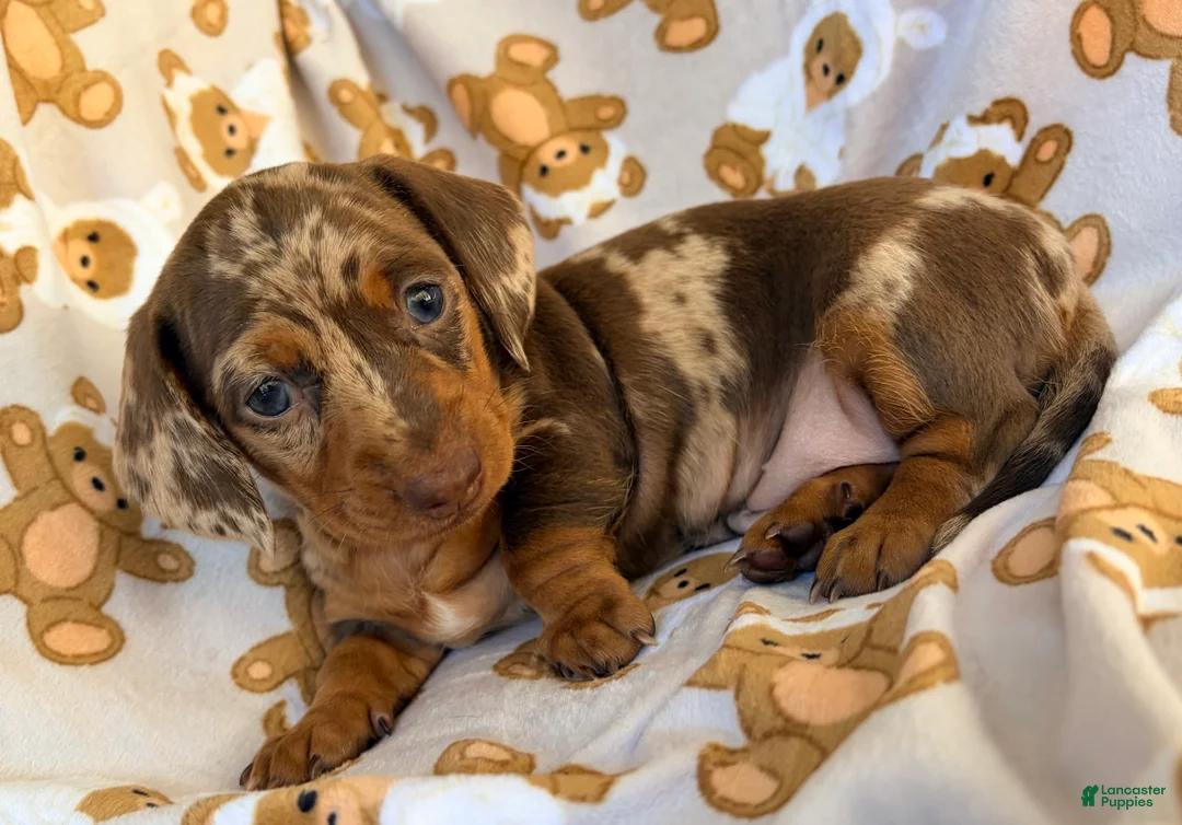 Miniature Dachshund dogs for sale: BUBBLES - Ad 2