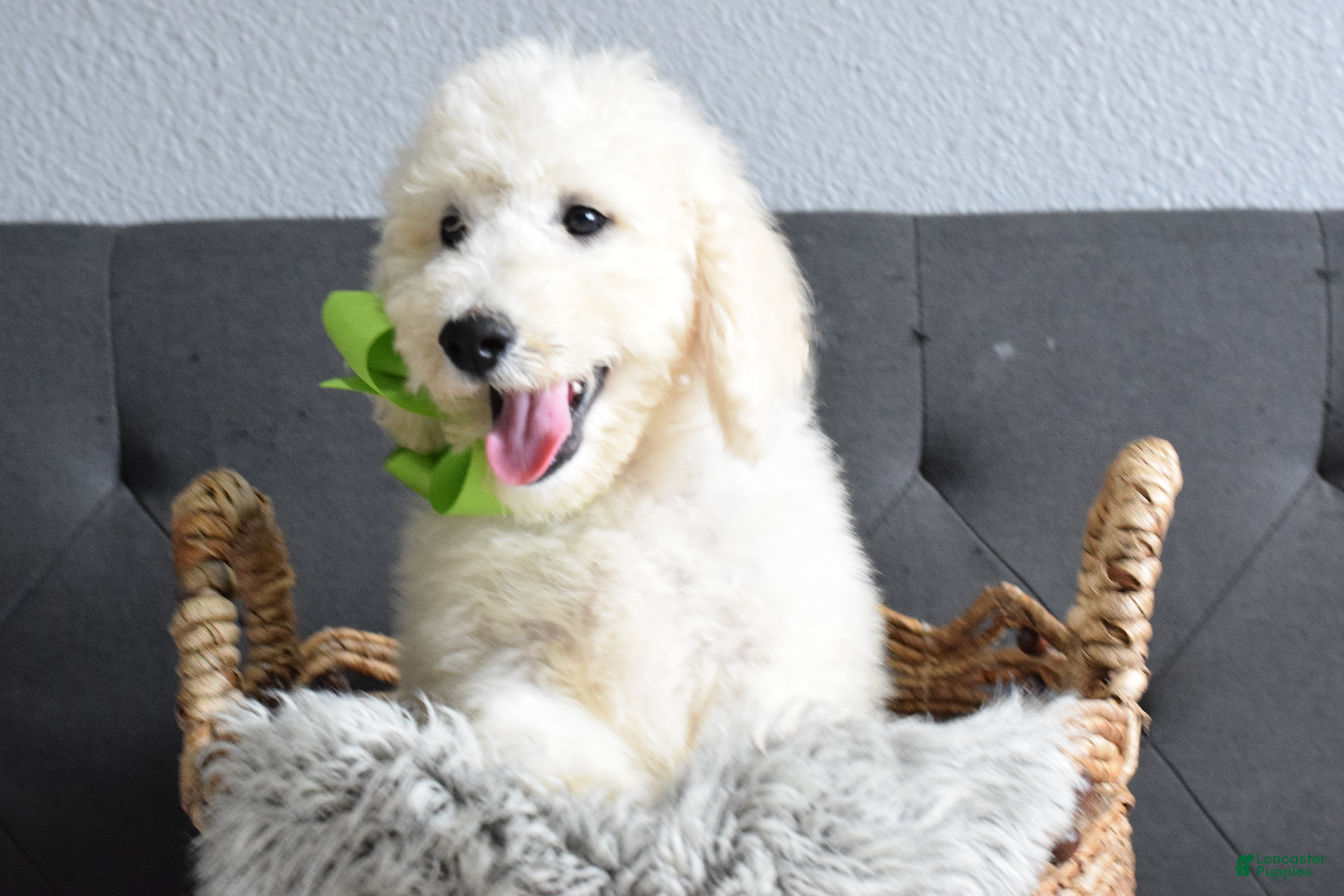 Goldendoodle dogs Goldendoodle Puppy 9 - Ad 2