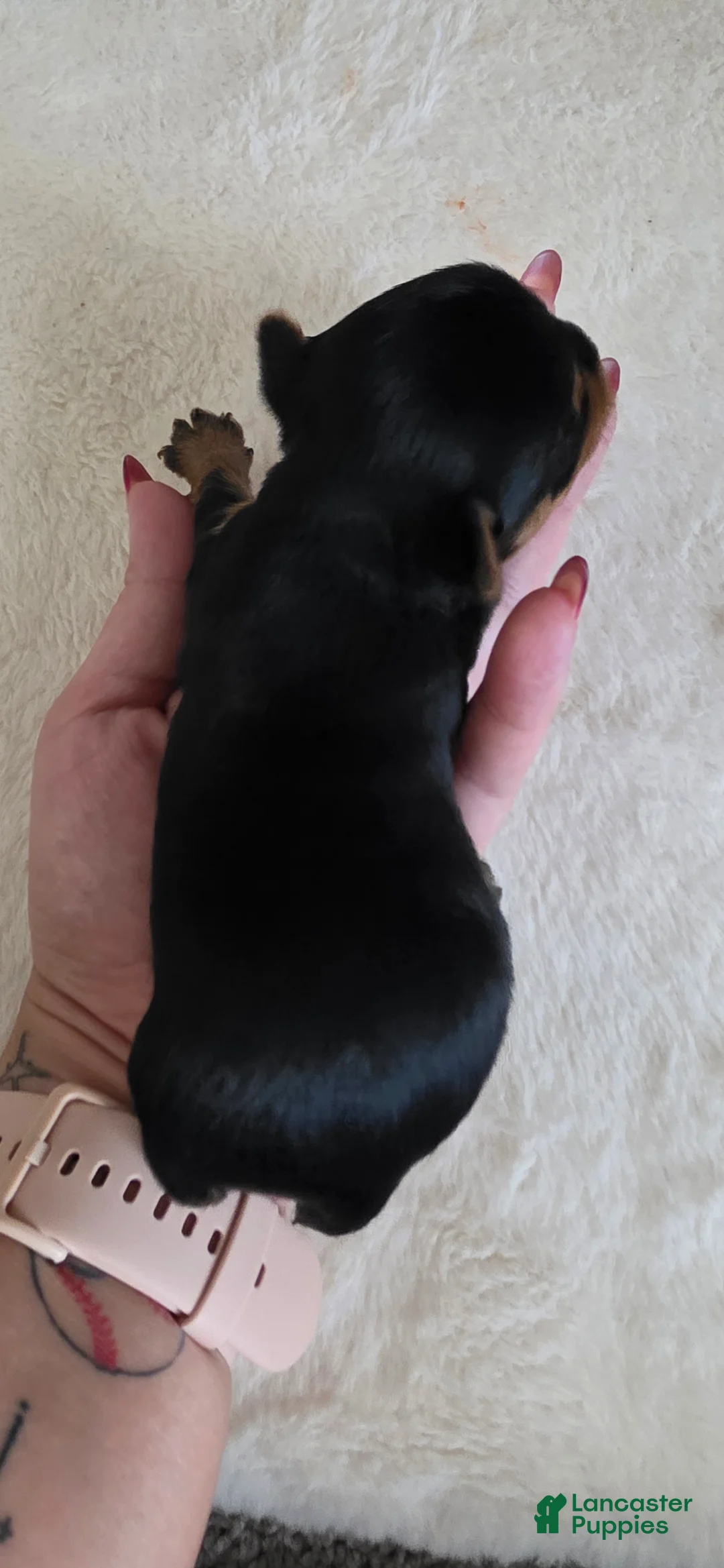 Yorkshire Terrier dogs for sale: Chandler - Ad 2