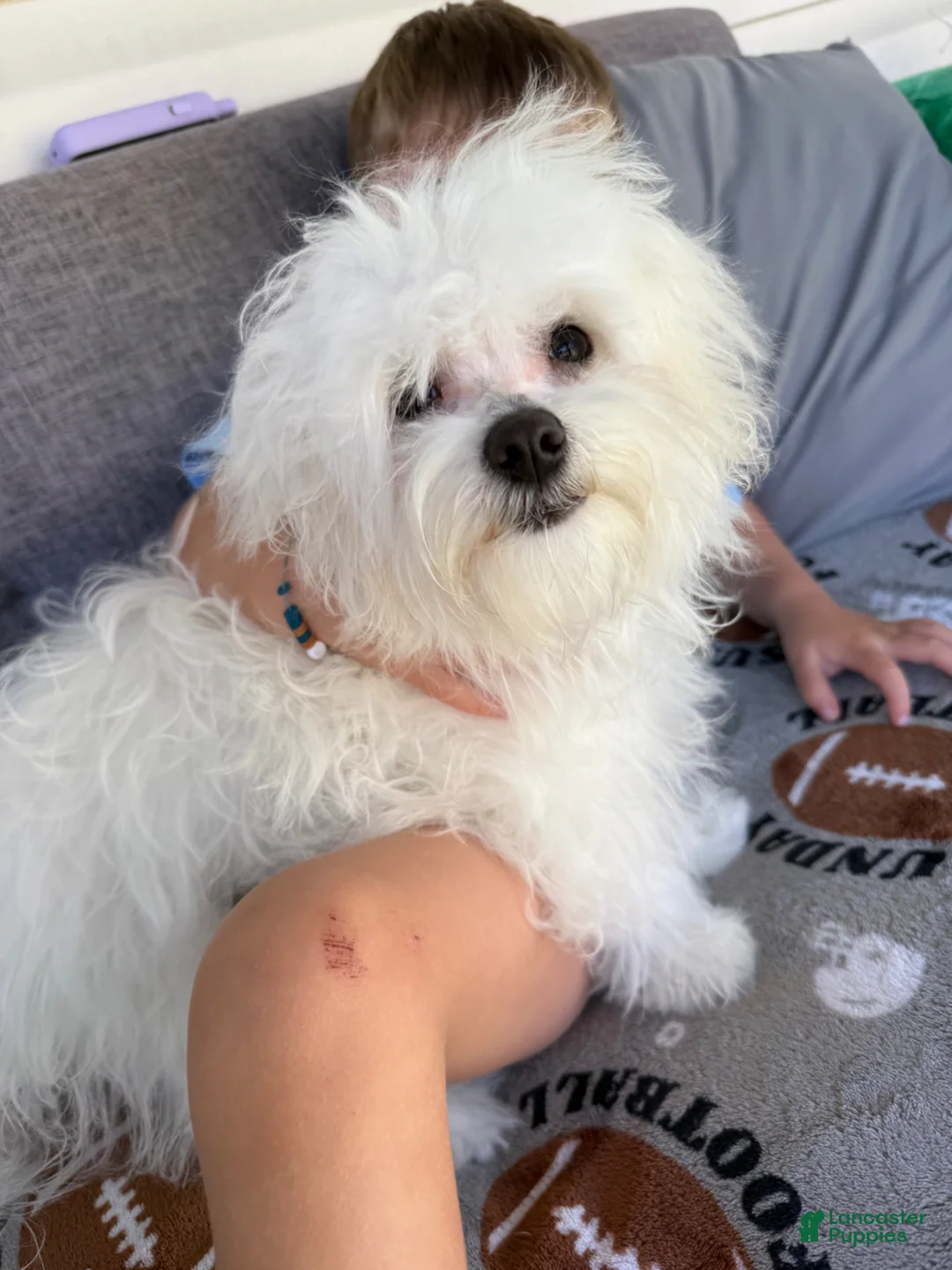 Maltese dogs for sale: Maltese Puppy 1 - Ad 3