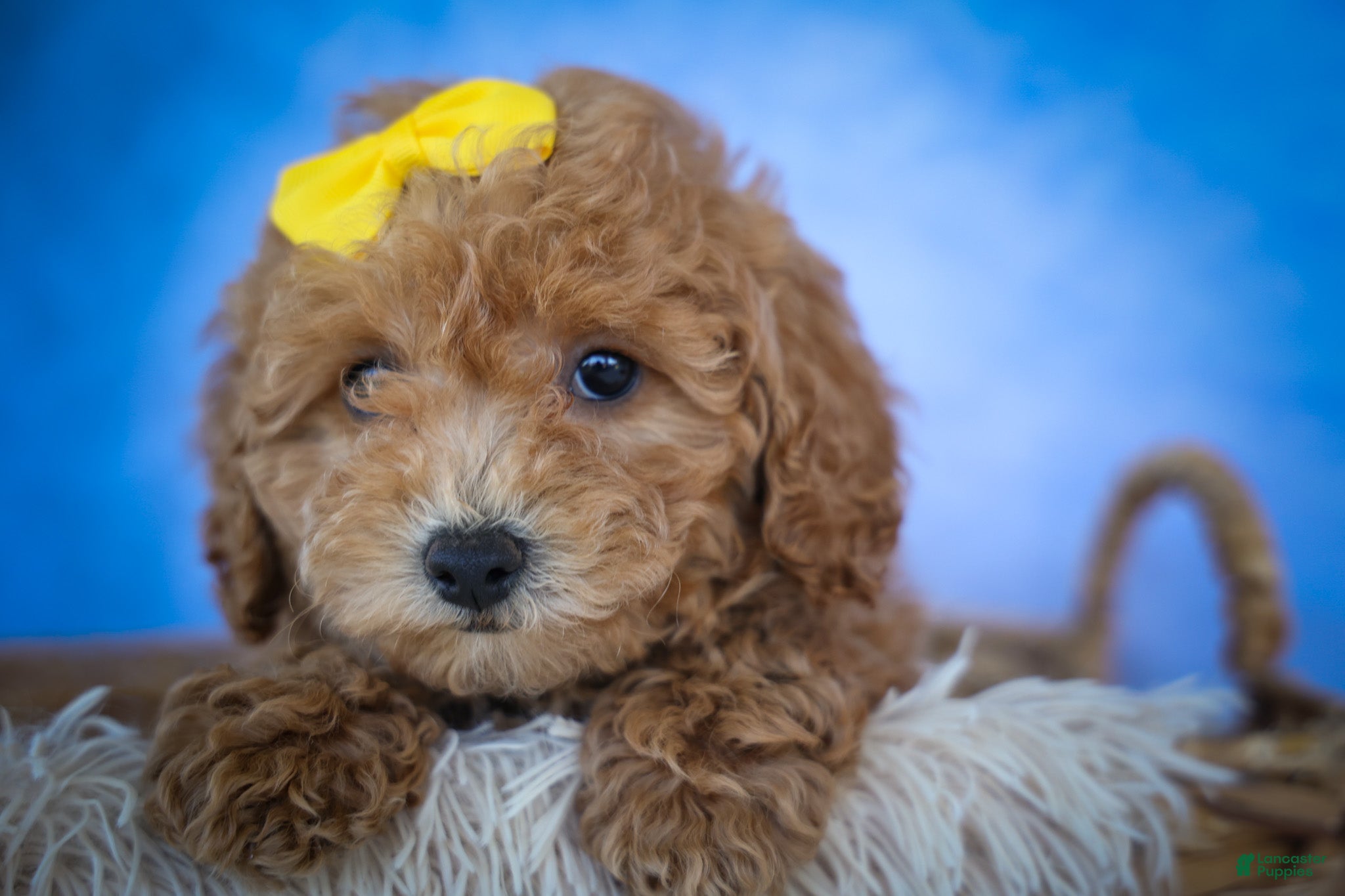 Bichpoo dogs Nella🌸 - Ad 1