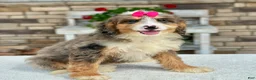 Mini Bernedoodle dogs for sale: Julie - Ad 5