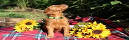 Mixed Breed dogs for sale: Lily - Irish Goldendoodle - Ad 19