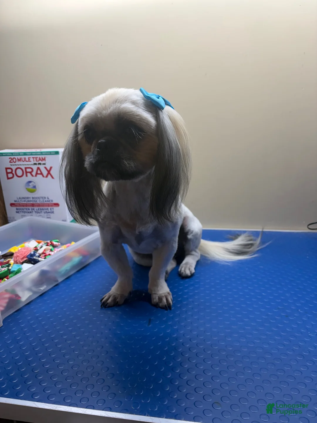 Shih Tzu dogs for sale: Marley - Ad 2