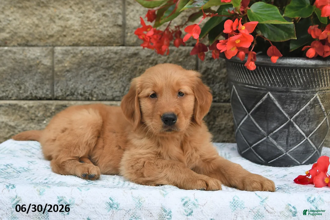 Golden Retriever dogs for sale: Edison - Ad 2