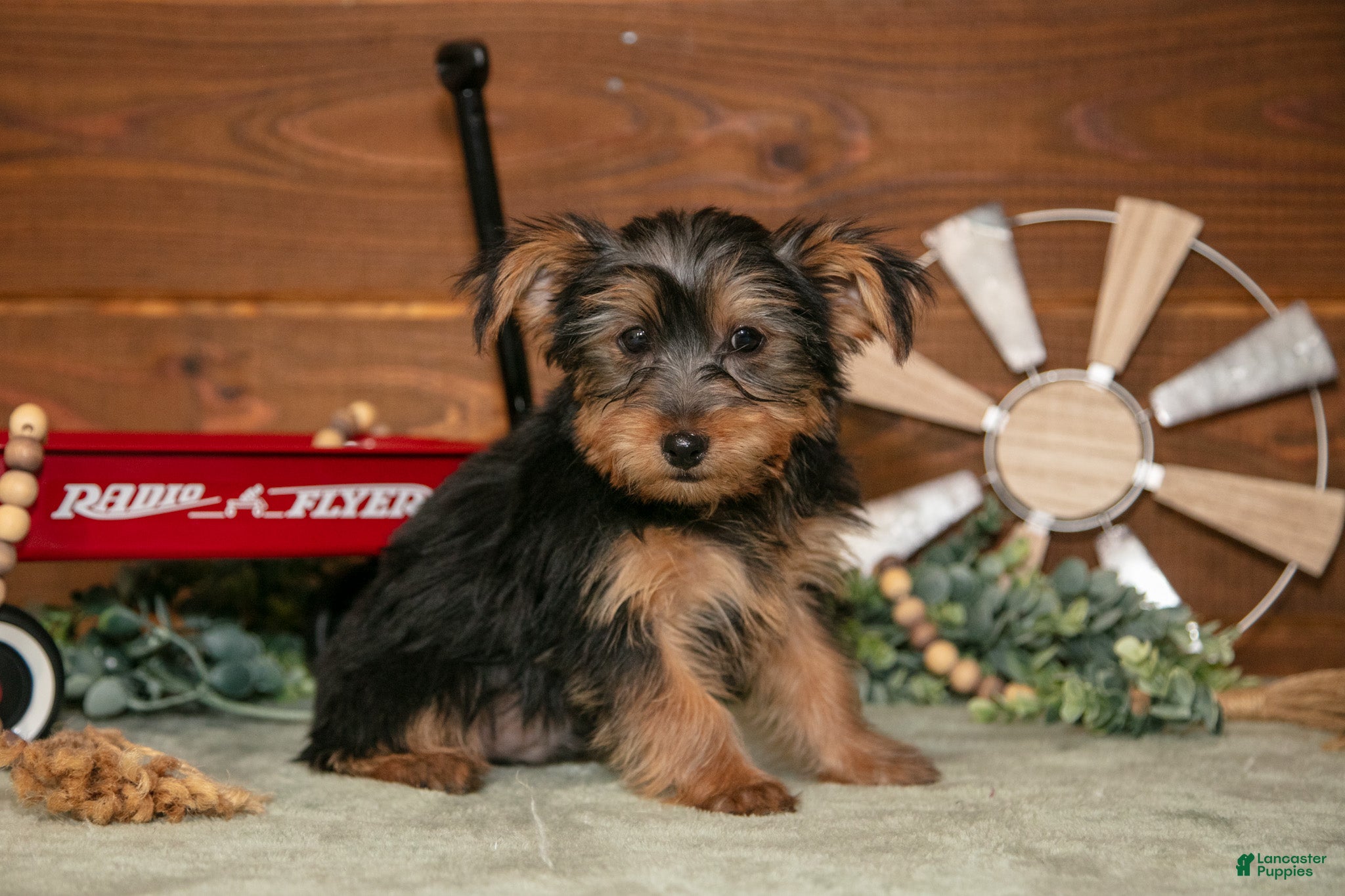 Yorkshire Terrier dogs Louie - Ad 2