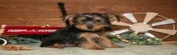 Yorkshire Terrier dogs for sale: Louie - Ad 2