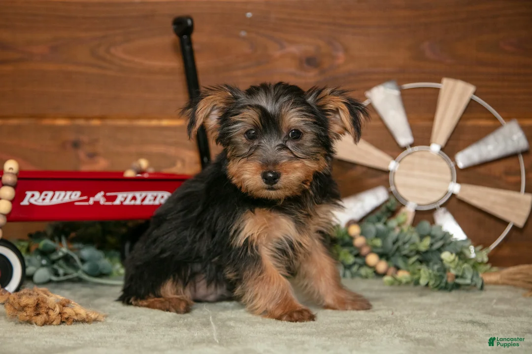 Yorkshire Terrier dogs for sale: Louie - Ad 2