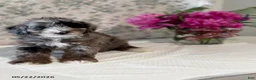 Mini Sheepadoodle dogs for sale: Bella   - Ad 3