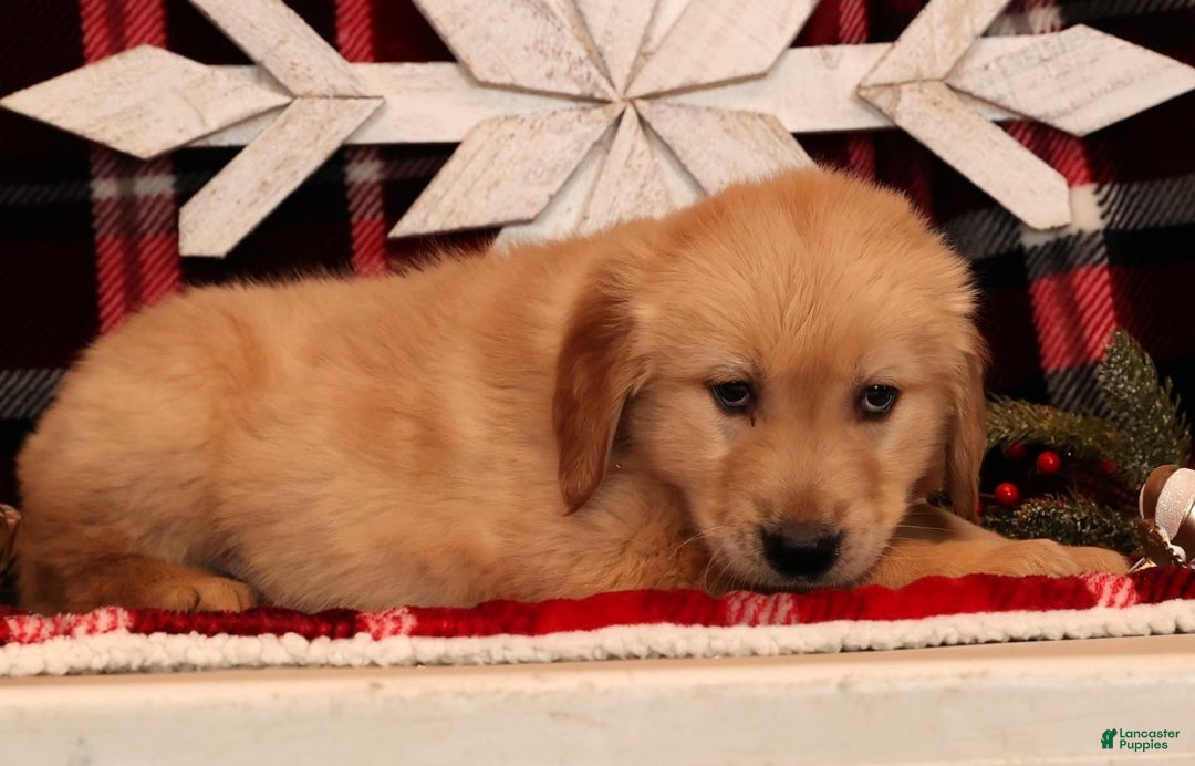 Golden Retriever dogs for sale: Donner - Ad 5
