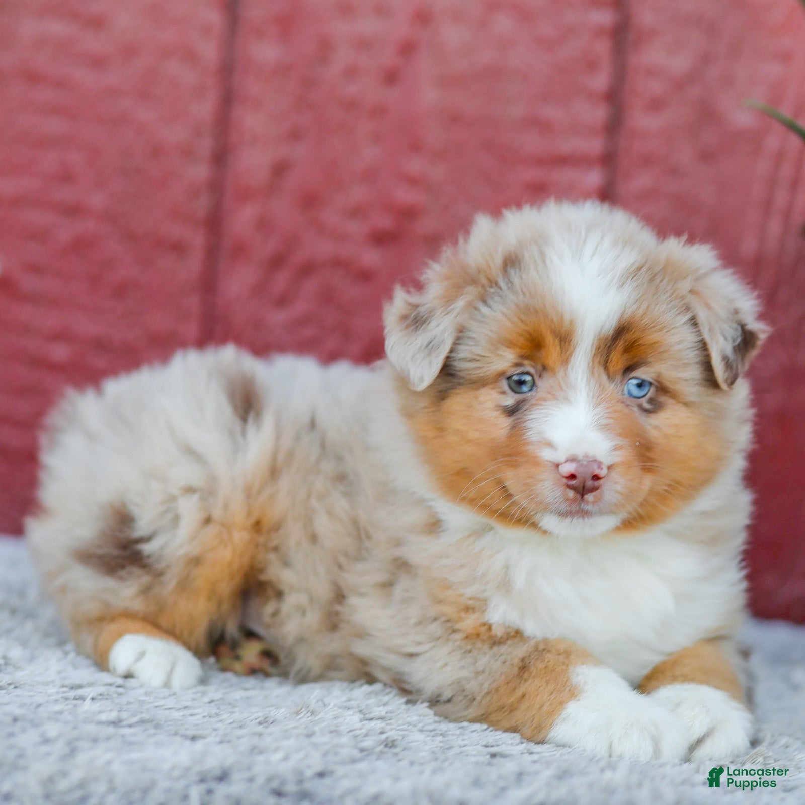 Miniature Australian Shepherd dogs Rambo - Ad 1