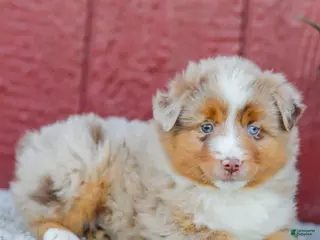 Miniature Australian Shepherd dogs for sale: Rambo - Ad 3