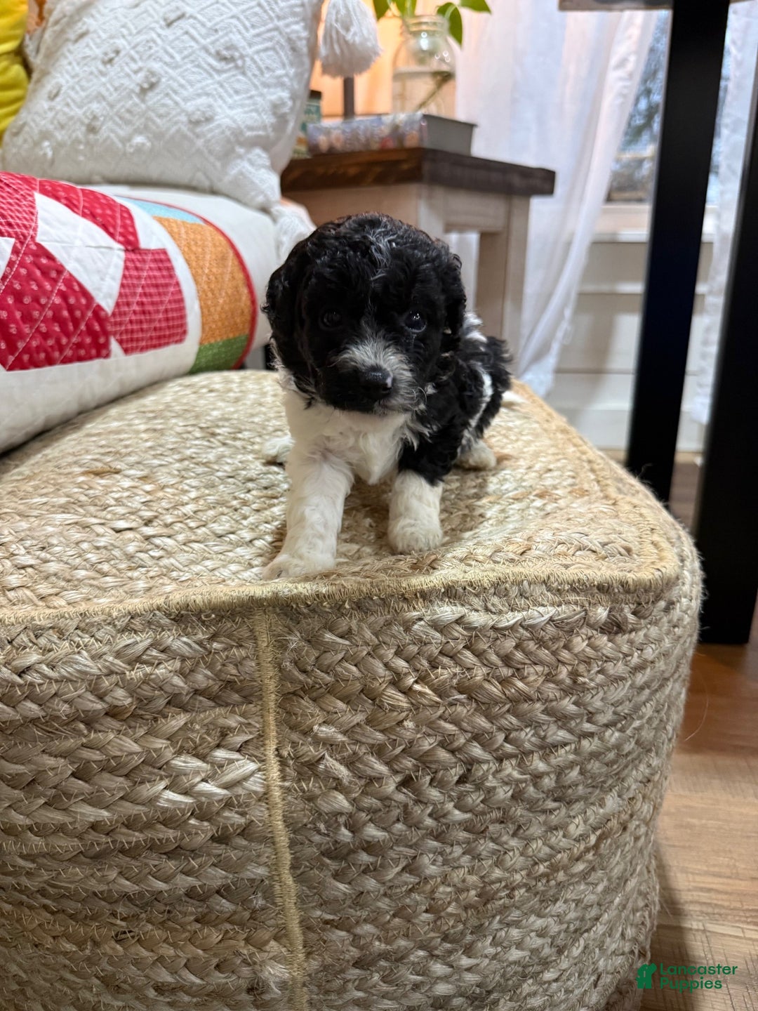 Cavapoo dogs for sale: Chase - Ad 5