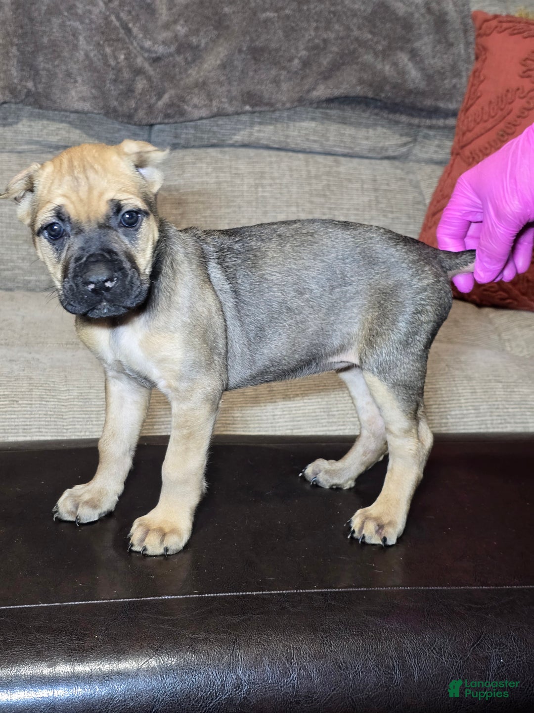 Cane Corso dogs for sale: Cane Corso Puppy 11 - Ad 6