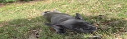 French Bulldog dogs for sale: French Bulldog 2 - Ad 3