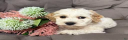 Cockapoo dogs for sale: Benji  - Ad 4