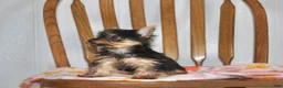 Yorkshire Terrier dogs for sale: Angie - Ad 7