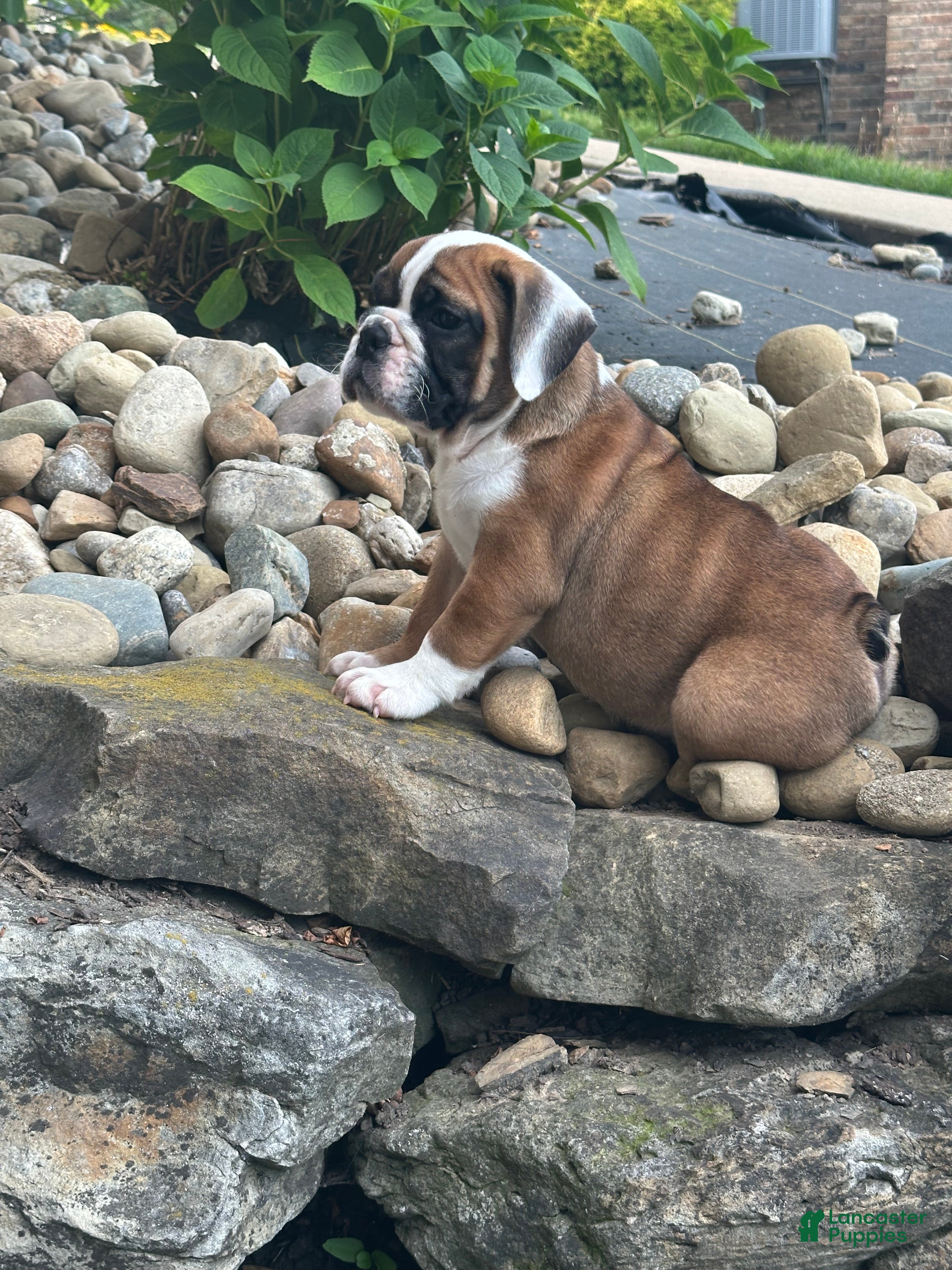 English Bulldog dogs Kaden - Ad 2