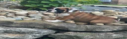 English Bulldog dogs for sale: Kaden - Ad 2