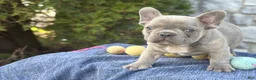 French Bulldog dogs for sale: Bubba - Ad 6