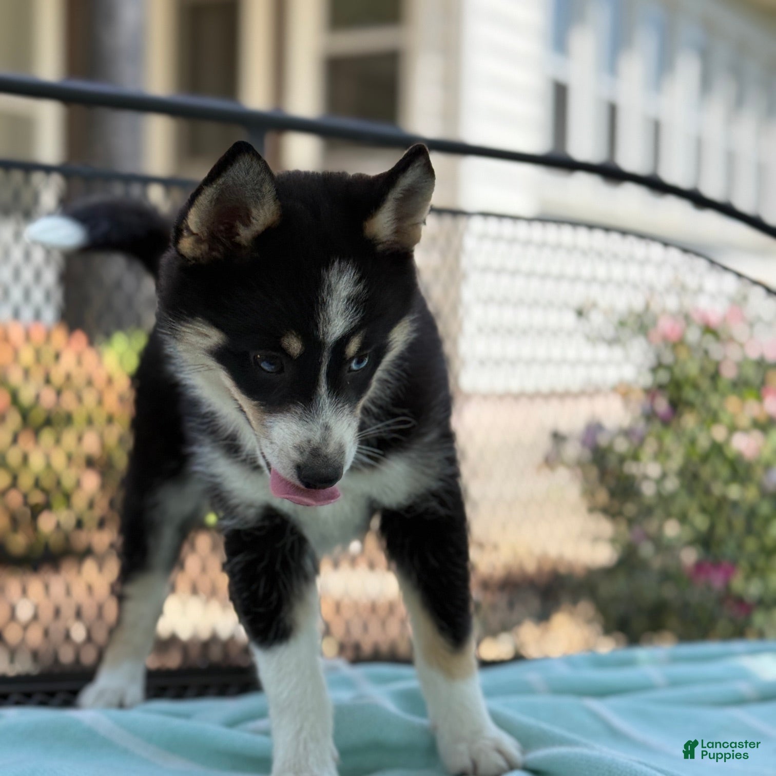 Pomsky dogs Flicka  - Ad 2