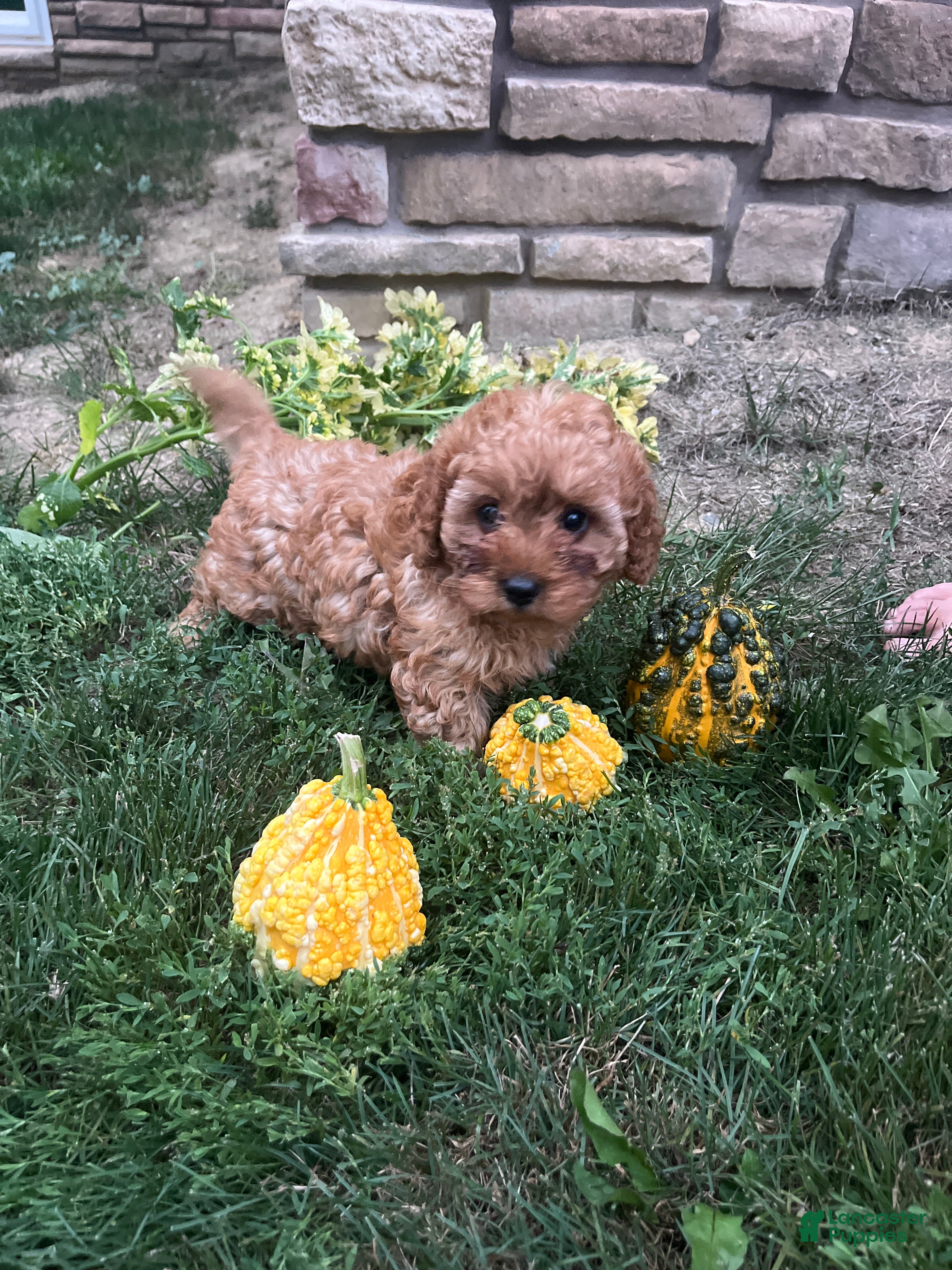 Cavapoo dogs Maggie - Ad 2