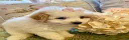 Pomapoo dogs for sale: Pomapoo 3 - Ad 7
