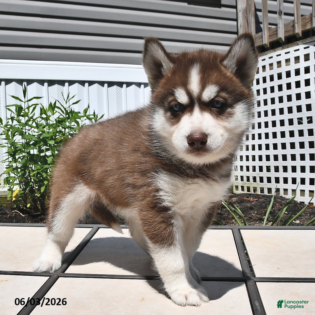 Siberian Husky dogs for sale: Cocoa - Ad 4